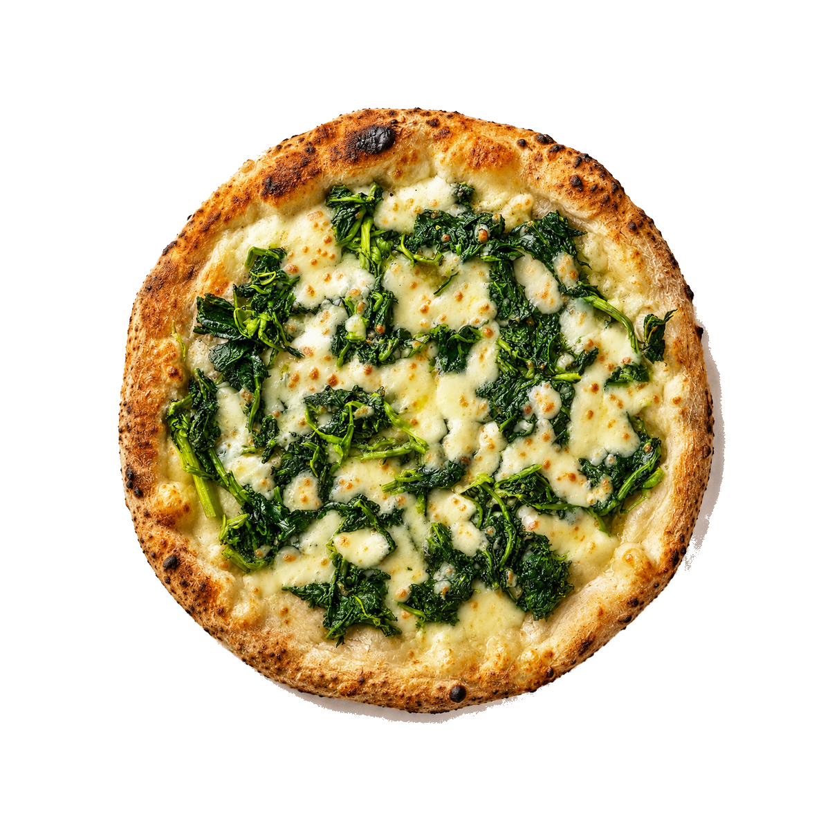 FRIARELLA